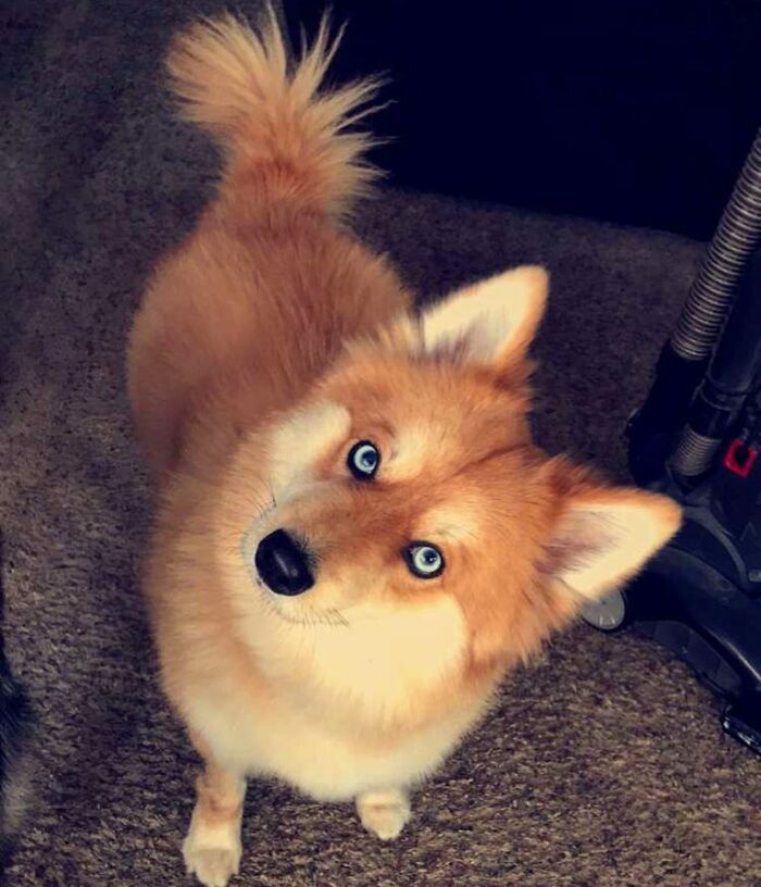Meet Mya, The Pomeranian-Husky Mix That Looks Just Like A Little Fox (9 Pics) Meet Mya, The Pomeranian-Husky Mix That Looks Just Like A Little Fox (9 Pics)