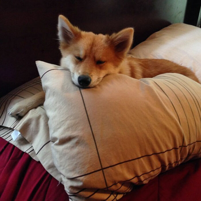 Meet Mya, The Pomeranian-Husky Mix That Looks Just Like A Little Fox (9 Pics) Meet Mya, The Pomeranian-Husky Mix That Looks Just Like A Little Fox (9 Pics)