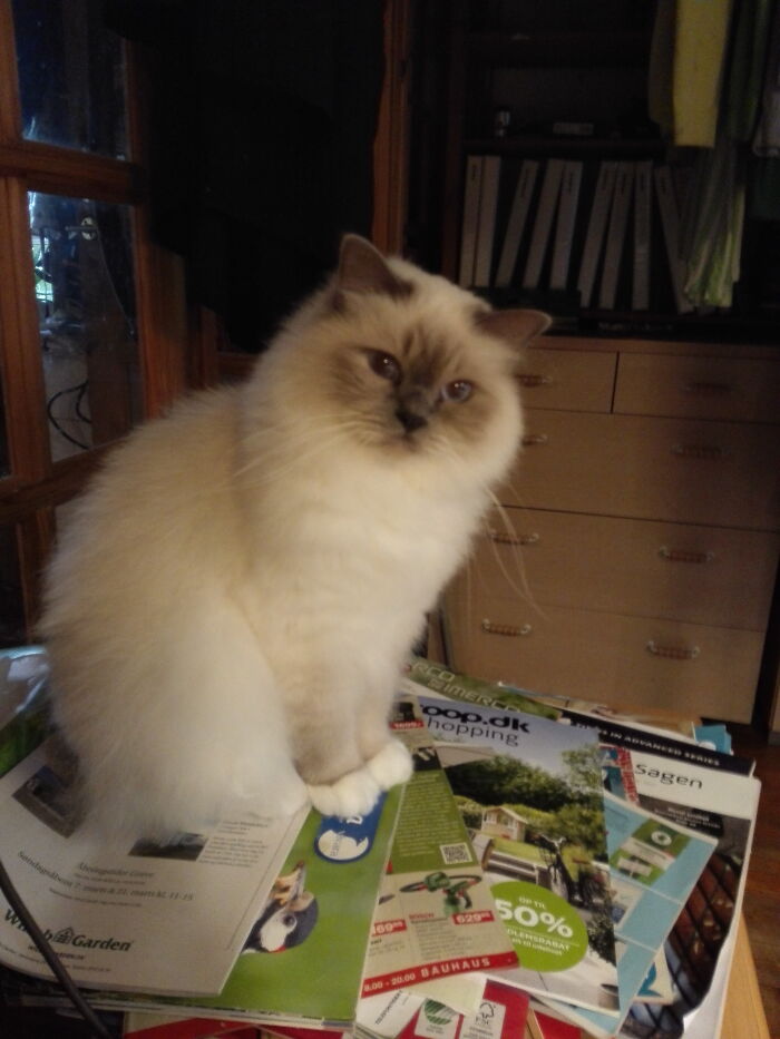 Hey Pandas, Take A Pic Of Your Pet Right Now (Closed) Hey Pandas, Take A Pic Of Your Pet Right Now (Closed)