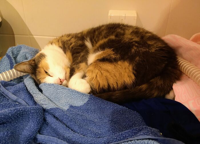 Hey Pandas, Take A Pic Of Your Pet Right Now (Closed) Hey Pandas, Take A Pic Of Your Pet Right Now (Closed)