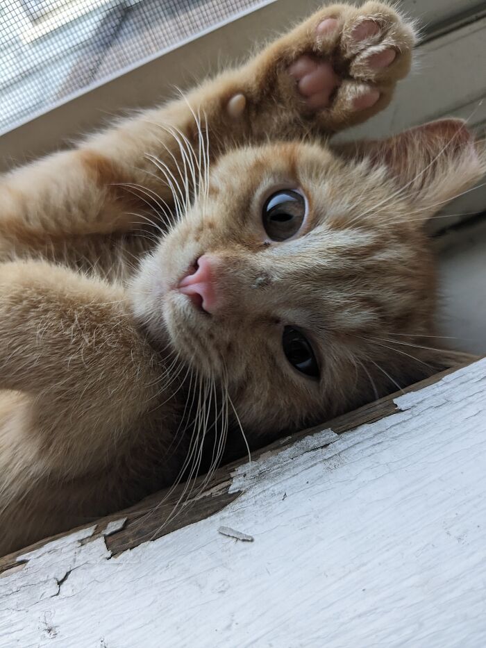 Hey Pandas, Take A Pic Of Your Pet Right Now (Closed) Hey Pandas, Take A Pic Of Your Pet Right Now (Closed)