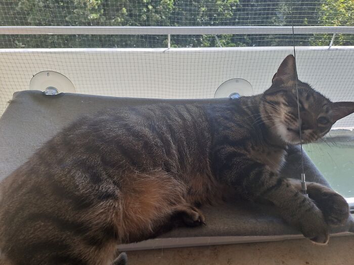 Hey Pandas, Take A Pic Of Your Pet Right Now (Closed) Hey Pandas, Take A Pic Of Your Pet Right Now (Closed)