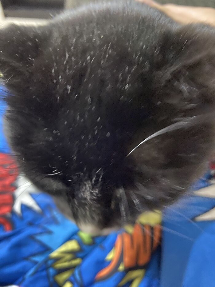 Hey Pandas, Take A Pic Of Your Pet Right Now (Closed) Hey Pandas, Take A Pic Of Your Pet Right Now (Closed)