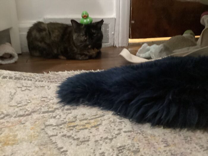 Hey Pandas, Take A Pic Of Your Pet Right Now (Closed) Hey Pandas, Take A Pic Of Your Pet Right Now (Closed)