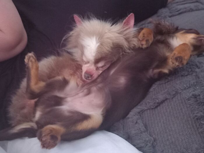 Hey Pandas, Take A Pic Of Your Pet Right Now (Closed) Hey Pandas, Take A Pic Of Your Pet Right Now (Closed)