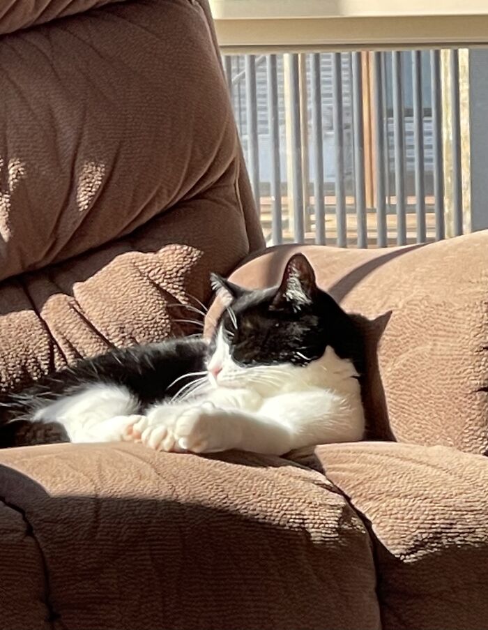 Hey Pandas, Take A Pic Of Your Pet Right Now (Closed) Hey Pandas, Take A Pic Of Your Pet Right Now (Closed)