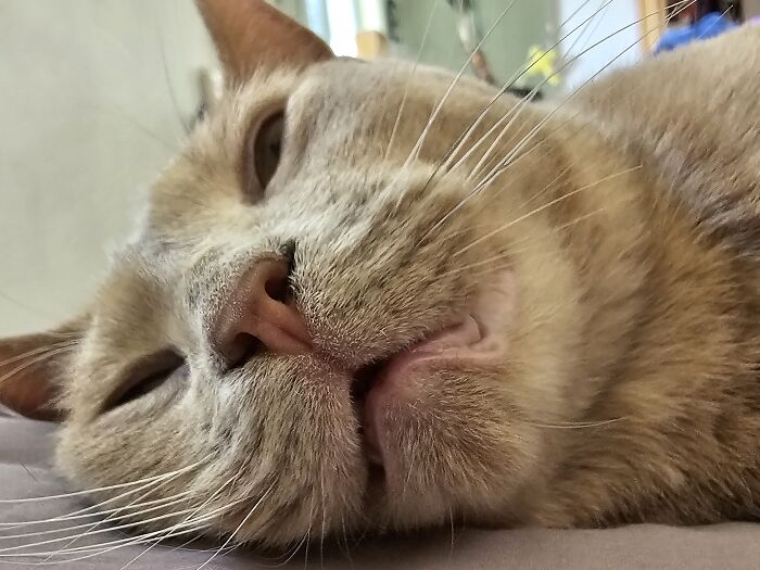 Hey Pandas, Take A Pic Of Your Pet Right Now (Closed) Hey Pandas, Take A Pic Of Your Pet Right Now (Closed)