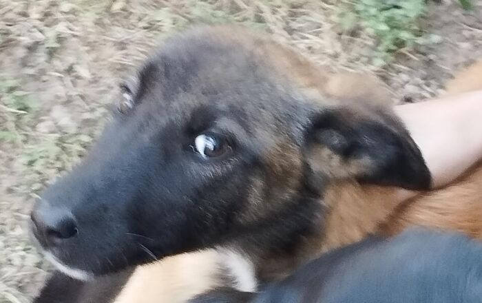 Hey Pandas, Take A Pic Of Your Pet Right Now (Closed) Hey Pandas, Take A Pic Of Your Pet Right Now (Closed)