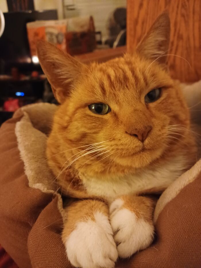 Hey Pandas, Take A Pic Of Your Pet Right Now (Closed) Hey Pandas, Take A Pic Of Your Pet Right Now (Closed)