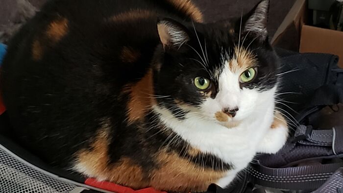 Hey Pandas, Take A Pic Of Your Pet Right Now (Closed) Hey Pandas, Take A Pic Of Your Pet Right Now (Closed)