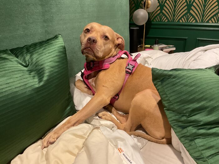 Hey Pandas, Take A Pic Of Your Pet Right Now (Closed) Hey Pandas, Take A Pic Of Your Pet Right Now (Closed)