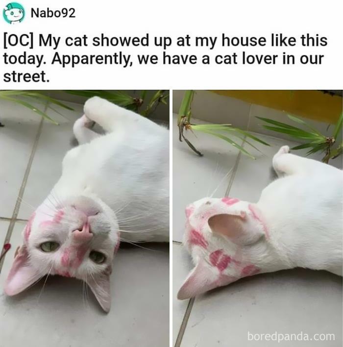 50 Cat Memes Any Cat Lover Would Appreciate 50 Cat Memes Any Cat Lover Would Appreciate