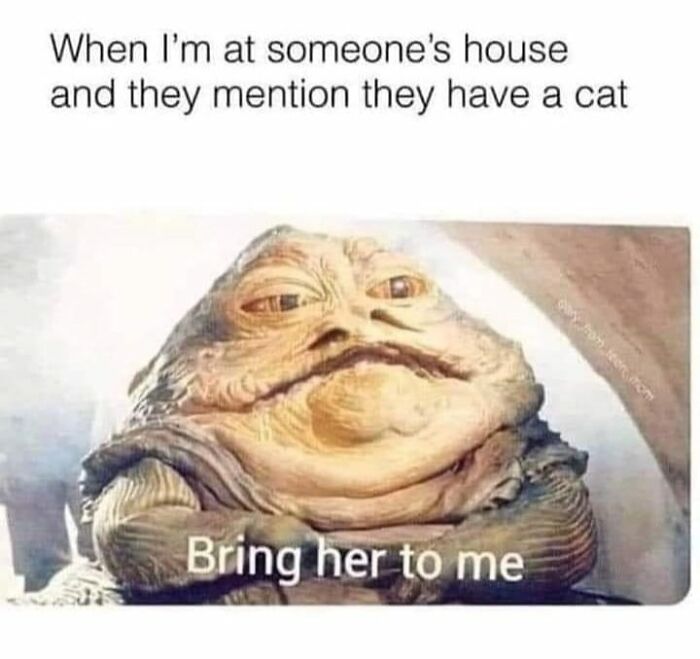 50 Cat Memes Any Cat Lover Would Appreciate 50 Cat Memes Any Cat Lover Would Appreciate