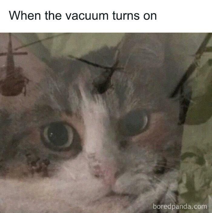 50 Cat Memes Any Cat Lover Would Appreciate 50 Cat Memes Any Cat Lover Would Appreciate