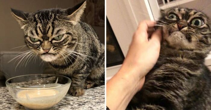 This Grumpy Cat Looks Like She Is Permanently Angry (11 Pics) This Grumpy Cat Looks Like She Is Permanently Angry (11 Pics)