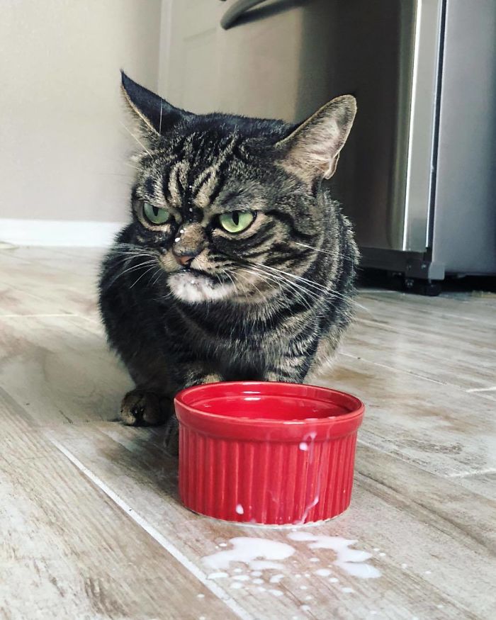 This Grumpy Cat Looks Like She Is Permanently Angry (11 Pics) This Grumpy Cat Looks Like She Is Permanently Angry (11 Pics)