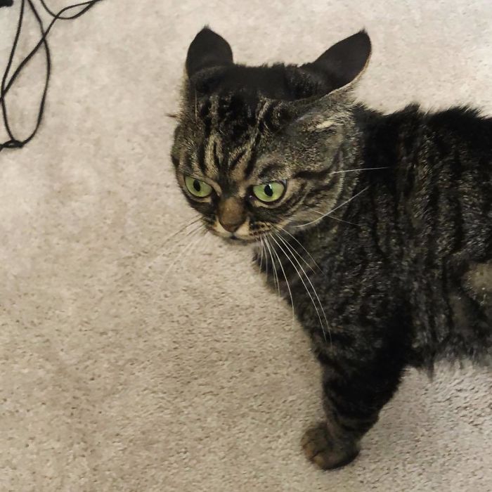 This Grumpy Cat Looks Like She Is Permanently Angry (11 Pics) This Grumpy Cat Looks Like She Is Permanently Angry (11 Pics)