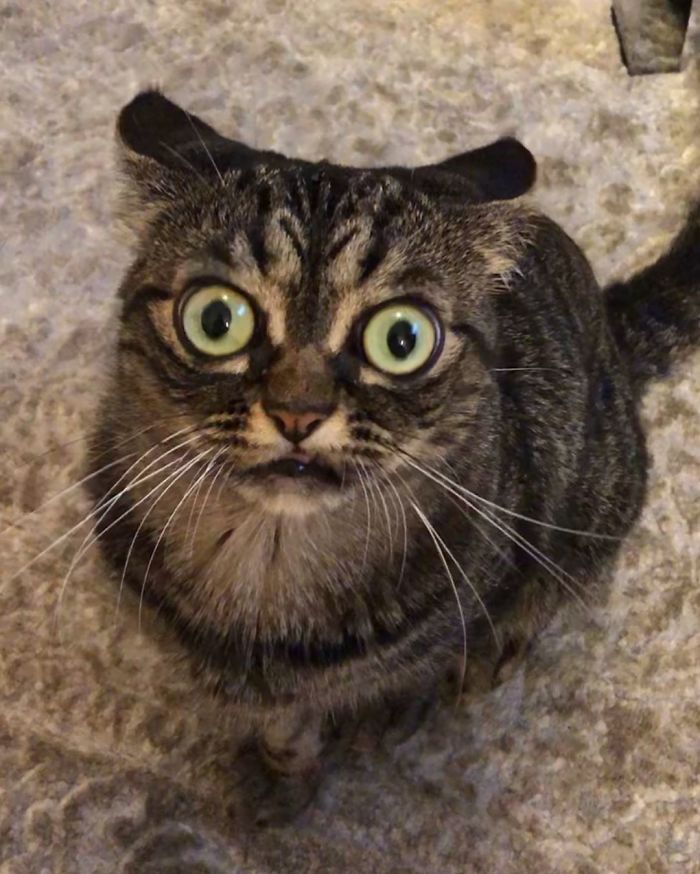 This Grumpy Cat Looks Like She Is Permanently Angry (11 Pics) This Grumpy Cat Looks Like She Is Permanently Angry (11 Pics)