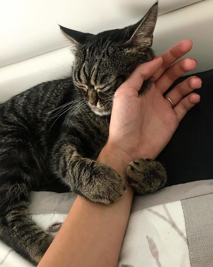 This Grumpy Cat Looks Like She Is Permanently Angry (11 Pics) This Grumpy Cat Looks Like She Is Permanently Angry (11 Pics)