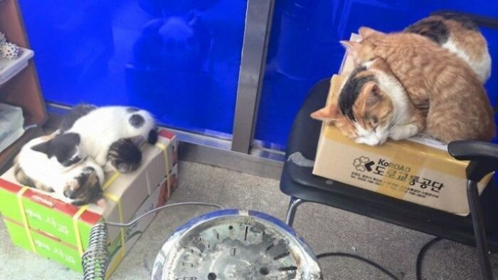 Pregnant Stray Cat Wanders Into A Police Station And Chooses It As Her Family’s Forever Home (8 Pics)