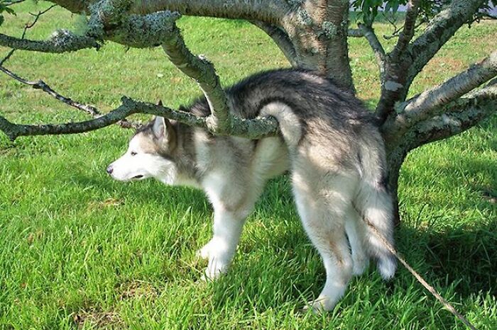 16 Photos Of Dogs That Are Not Guilty At All