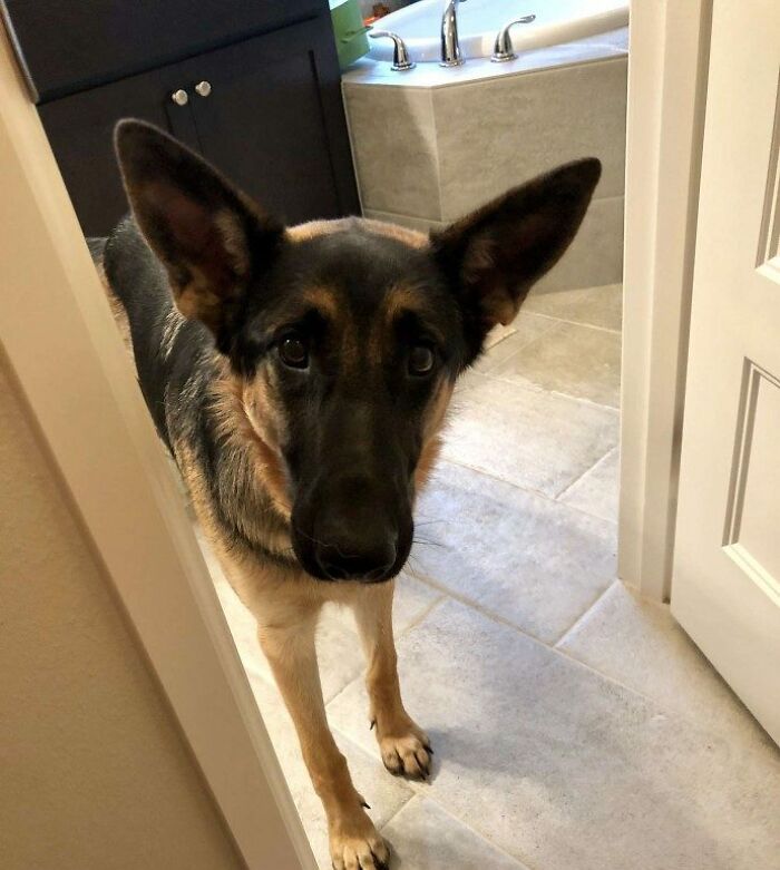 Heartbroken Dog Refuses To Leave The Door While Waiting For Her Dad To Get Back From The Hospital Heartbroken Dog Refuses To Leave The Door While Waiting For Her Dad To Get Back From The Hospital