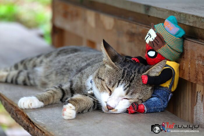 The Adventures Of Baby Spidey And His Cute Animal Pals: 30 New Photos By This Artist The Adventures Of Baby Spidey And His Cute Animal Pals: 30 New Photos By This Artist