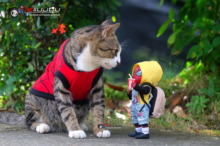 The Adventures Of Baby Spidey And His Cute Animal Pals: 30 New Photos By This Artist The Adventures Of Baby Spidey And His Cute Animal Pals: 30 New Photos By This Artist