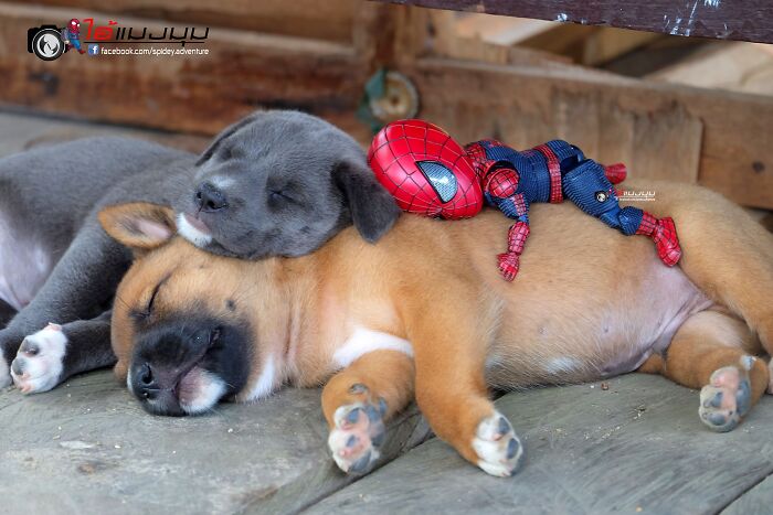 The Adventures Of Baby Spidey And His Cute Animal Pals: 30 New Photos By This Artist The Adventures Of Baby Spidey And His Cute Animal Pals: 30 New Photos By This Artist