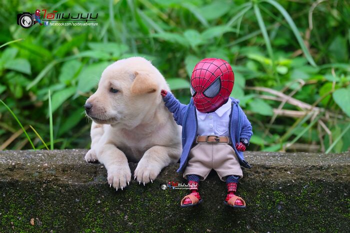 The Adventures Of Baby Spidey And His Cute Animal Pals: 30 New Photos By This Artist The Adventures Of Baby Spidey And His Cute Animal Pals: 30 New Photos By This Artist