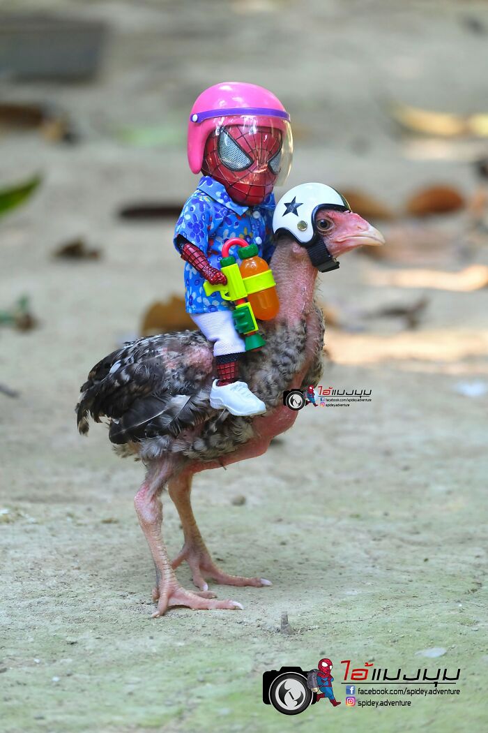 The Adventures Of Baby Spidey And His Cute Animal Pals: 30 New Photos By This Artist The Adventures Of Baby Spidey And His Cute Animal Pals: 30 New Photos By This Artist