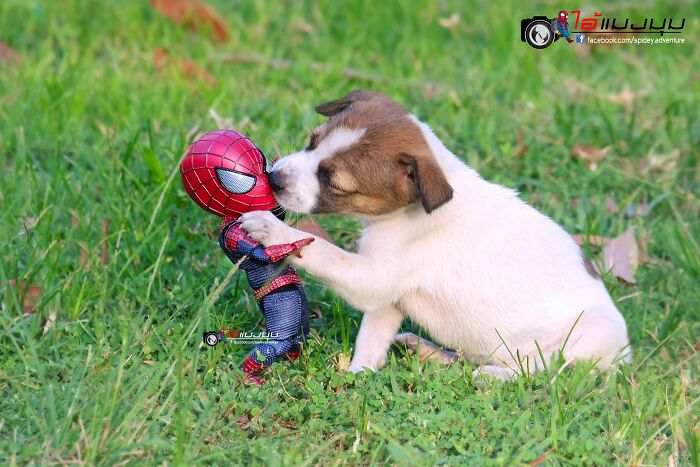 The Adventures Of Baby Spidey And His Cute Animal Pals: 30 New Photos By This Artist The Adventures Of Baby Spidey And His Cute Animal Pals: 30 New Photos By This Artist
