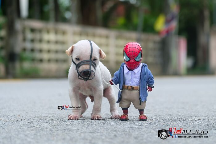 The Adventures Of Baby Spidey And His Cute Animal Pals: 30 New Photos By This Artist The Adventures Of Baby Spidey And His Cute Animal Pals: 30 New Photos By This Artist