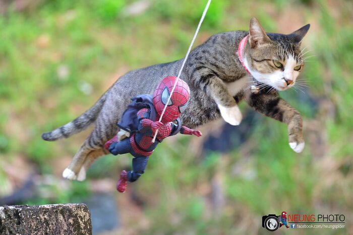The Adventures Of Baby Spidey And His Cute Animal Pals: 30 New Photos By This Artist The Adventures Of Baby Spidey And His Cute Animal Pals: 30 New Photos By This Artist
