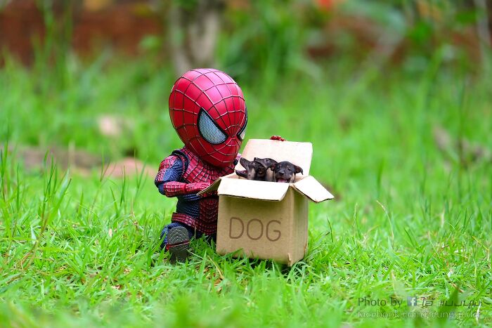 The Adventures Of Baby Spidey And His Cute Animal Pals: 30 New Photos By This Artist The Adventures Of Baby Spidey And His Cute Animal Pals: 30 New Photos By This Artist