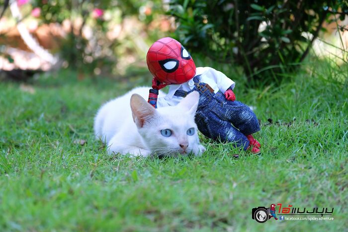 The Adventures Of Baby Spidey And His Cute Animal Pals: 30 New Photos By This Artist The Adventures Of Baby Spidey And His Cute Animal Pals: 30 New Photos By This Artist