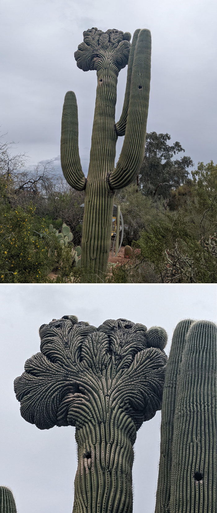 “A Real Monster Nightmare”: 50 Times Mother Nature Glitched Out And It Led To Interesting Plants “A Real Monster Nightmare”: 50 Times Mother Nature Glitched Out And It Led To Interesting Plants