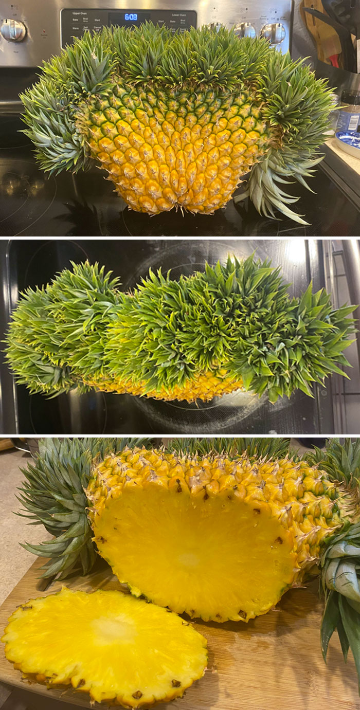 “A Real Monster Nightmare”: 50 Times Mother Nature Glitched Out And It Led To Interesting Plants “A Real Monster Nightmare”: 50 Times Mother Nature Glitched Out And It Led To Interesting Plants