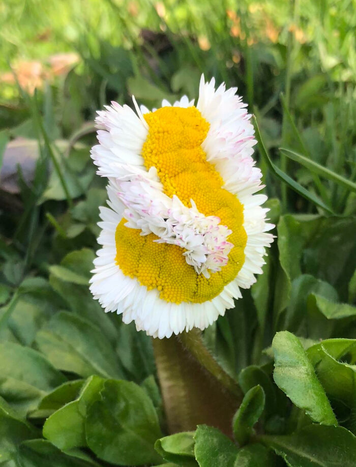 “A Real Monster Nightmare”: 50 Times Mother Nature Glitched Out And It Led To Interesting Plants “A Real Monster Nightmare”: 50 Times Mother Nature Glitched Out And It Led To Interesting Plants