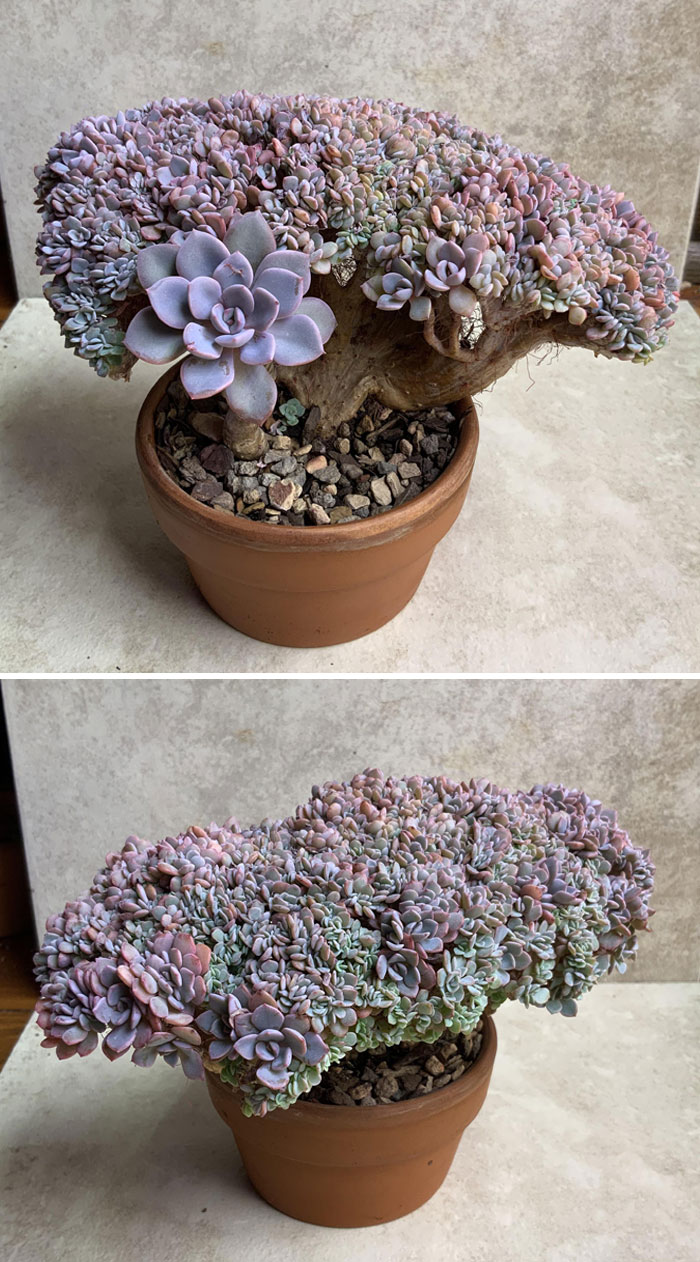 “A Real Monster Nightmare”: 50 Times Mother Nature Glitched Out And It Led To Interesting Plants “A Real Monster Nightmare”: 50 Times Mother Nature Glitched Out And It Led To Interesting Plants