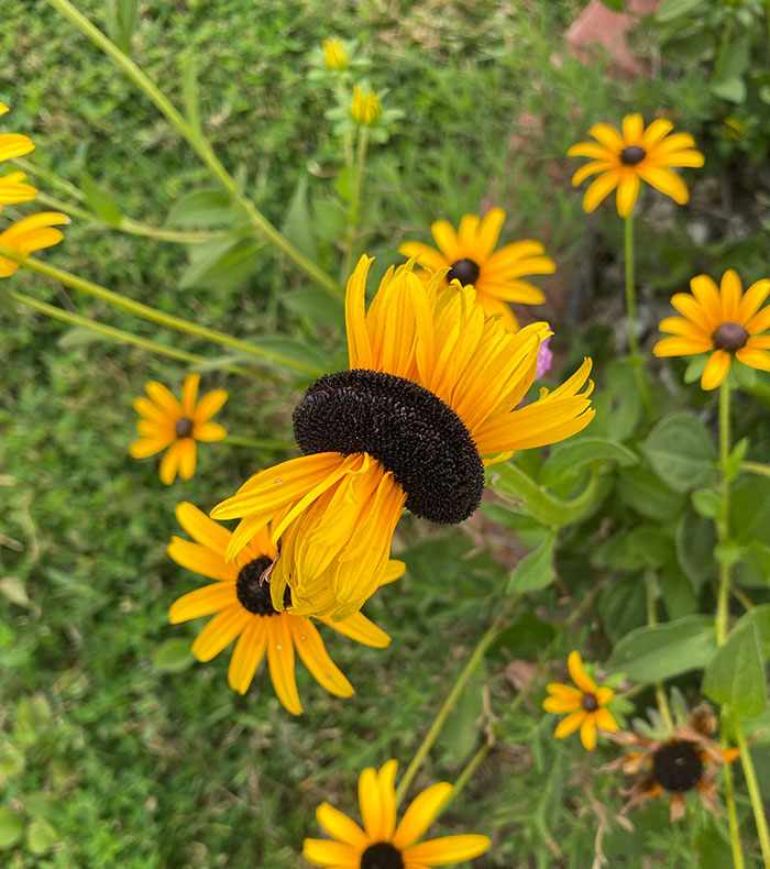 “A Real Monster Nightmare”: 50 Times Mother Nature Glitched Out And It Led To Interesting Plants “A Real Monster Nightmare”: 50 Times Mother Nature Glitched Out And It Led To Interesting Plants