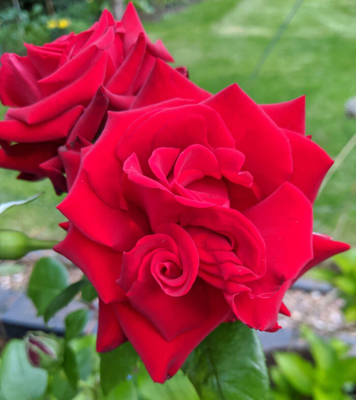 “A Real Monster Nightmare”: 50 Times Mother Nature Glitched Out And It Led To Interesting Plants “A Real Monster Nightmare”: 50 Times Mother Nature Glitched Out And It Led To Interesting Plants