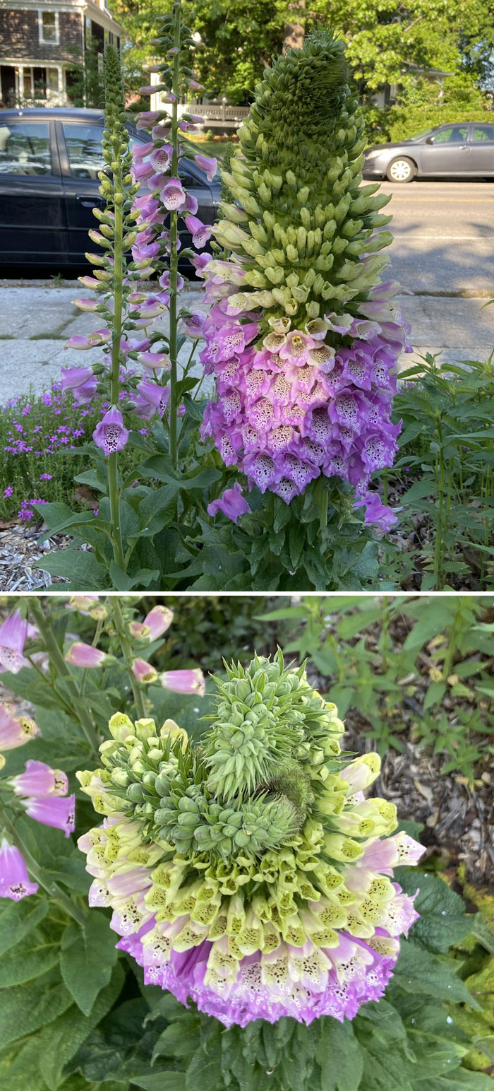 “A Real Monster Nightmare”: 50 Times Mother Nature Glitched Out And It Led To Interesting Plants “A Real Monster Nightmare”: 50 Times Mother Nature Glitched Out And It Led To Interesting Plants