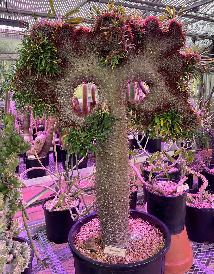 “A Real Monster Nightmare”: 50 Times Mother Nature Glitched Out And It Led To Interesting Plants “A Real Monster Nightmare”: 50 Times Mother Nature Glitched Out And It Led To Interesting Plants