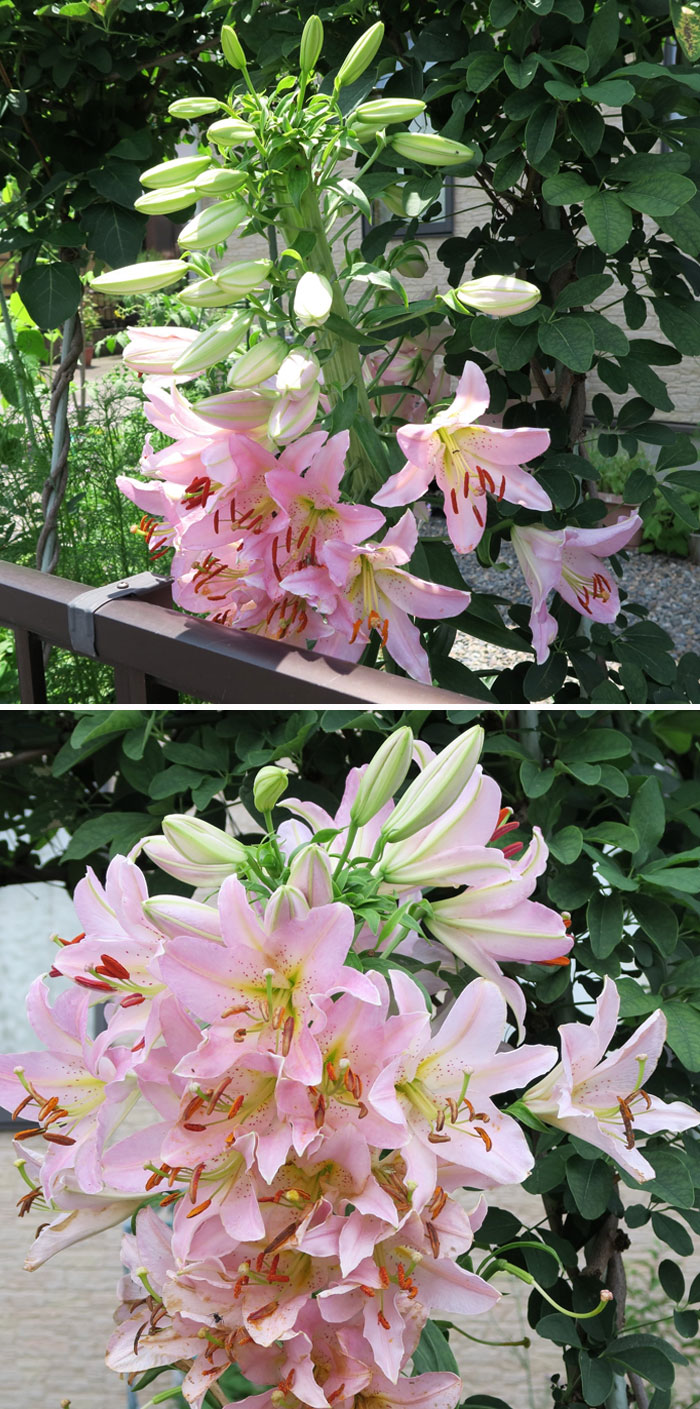 “A Real Monster Nightmare”: 50 Times Mother Nature Glitched Out And It Led To Interesting Plants “A Real Monster Nightmare”: 50 Times Mother Nature Glitched Out And It Led To Interesting Plants