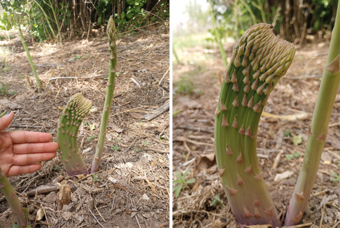 “A Real Monster Nightmare”: 50 Times Mother Nature Glitched Out And It Led To Interesting Plants “A Real Monster Nightmare”: 50 Times Mother Nature Glitched Out And It Led To Interesting Plants