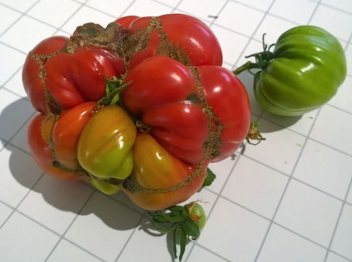 “A Real Monster Nightmare”: 50 Times Mother Nature Glitched Out And It Led To Interesting Plants “A Real Monster Nightmare”: 50 Times Mother Nature Glitched Out And It Led To Interesting Plants