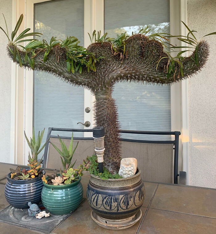 “A Real Monster Nightmare”: 50 Times Mother Nature Glitched Out And It Led To Interesting Plants “A Real Monster Nightmare”: 50 Times Mother Nature Glitched Out And It Led To Interesting Plants