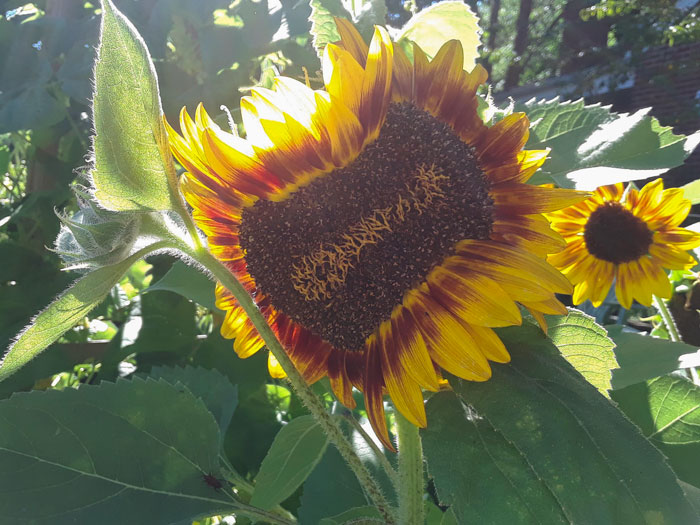 “A Real Monster Nightmare”: 50 Times Mother Nature Glitched Out And It Led To Interesting Plants “A Real Monster Nightmare”: 50 Times Mother Nature Glitched Out And It Led To Interesting Plants