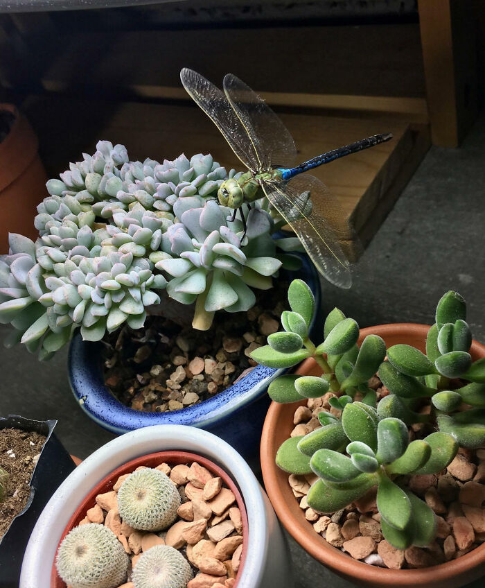 “A Real Monster Nightmare”: 50 Times Mother Nature Glitched Out And It Led To Interesting Plants “A Real Monster Nightmare”: 50 Times Mother Nature Glitched Out And It Led To Interesting Plants